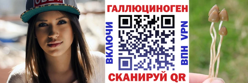 закладка  Заволжск  Псилоцибиновые грибы Psilocybine cubensis 
